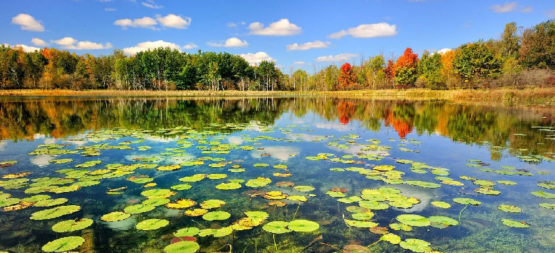 تالاب انزلی