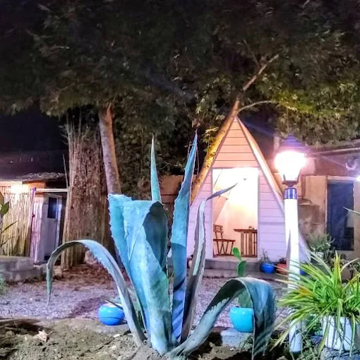 محیط باغ رستوران بامبو 2