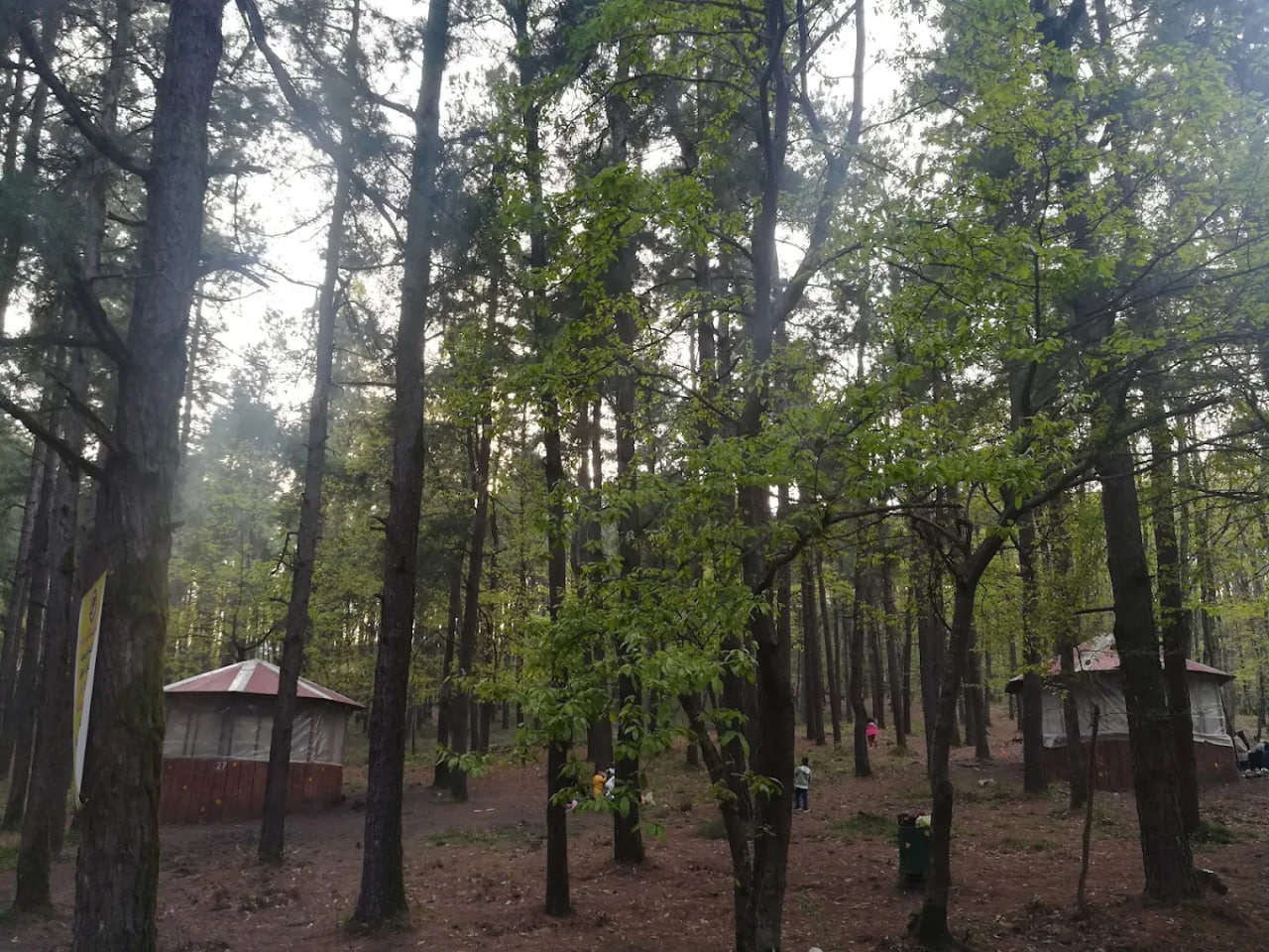 جنگل‌ های سراوان