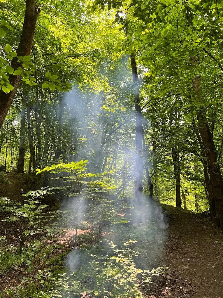 جنگل سراوان