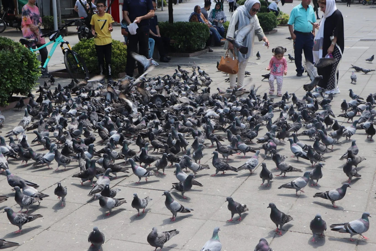 میدان شهرداری رشت 3