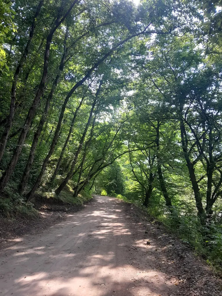 پارک جنگلی درنیکا