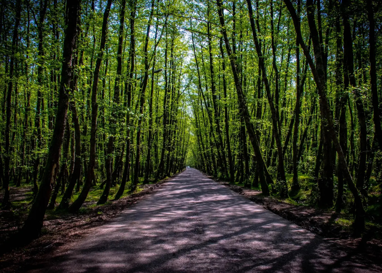 پارک جنگلی گیسوم