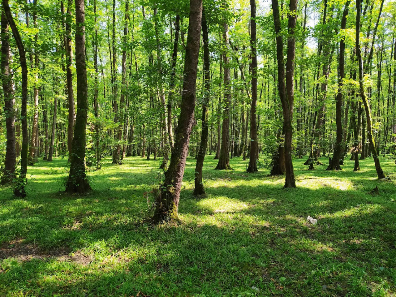 جنگل گیسوم رشت