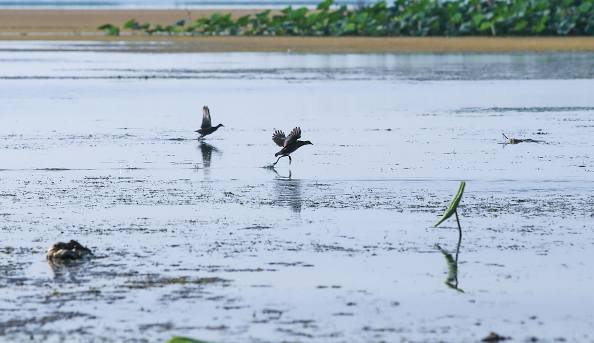 پرندگان مهاجر تالاب انزلی